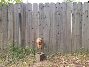 What Are Dog Fences?