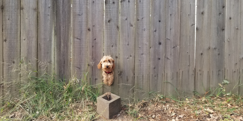 What Are Dog Fences?