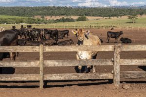 Livestock Fences: Essential Factors to Consider Before Installation