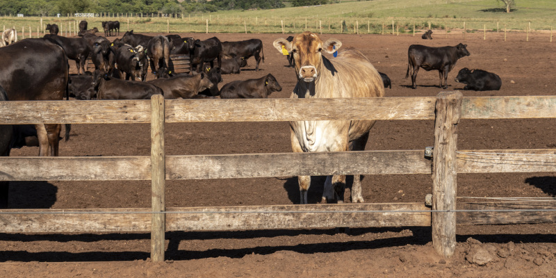 Livestock Fences: Essential Factors to Consider Before Installation