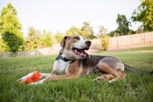 Four Ways Dog Fences Simplify Pet Ownership