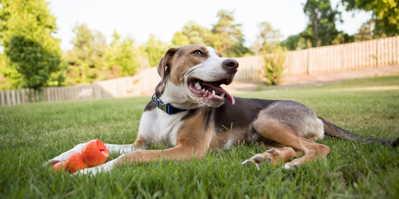 Four Ways Dog Fences Simplify Pet Ownership